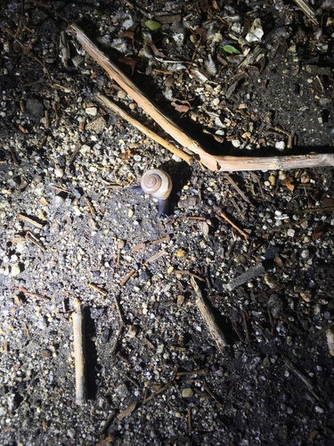 iNaturalist observation photo of Coachella Desertsnail