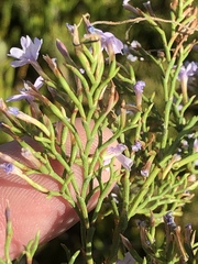 Limonium scabrum scabrum