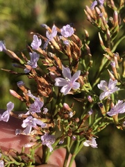 Limonium scabrum scabrum