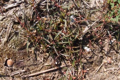 Scleromitrion brachypodum