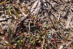 Scleromitrion brachypodum