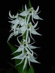 Habenaria gibsonii gibsonii
