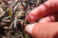 Scleromitrion brachypodum