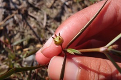 Scleromitrion brachypodum