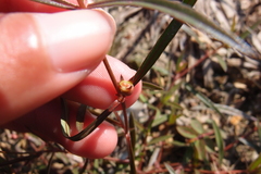 Scleromitrion brachypodum