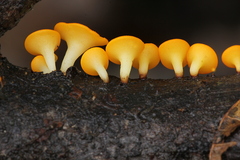 Dicephalospora rufocornea