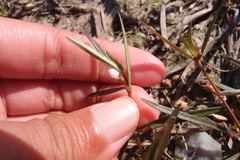Scleromitrion brachypodum