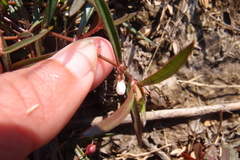 Scleromitrion brachypodum