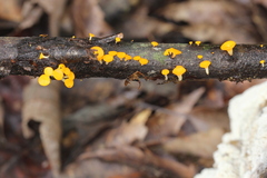 Dicephalospora rufocornea