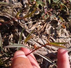 Scleromitrion brachypodum
