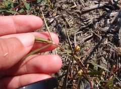 Scleromitrion brachypodum