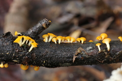 Dicephalospora rufocornea