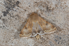 Heliothis nubigera