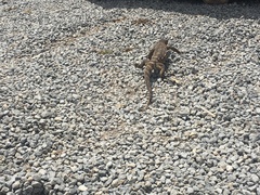 Varanus albigularis microstictus