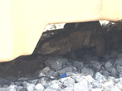 Varanus albigularis microstictus