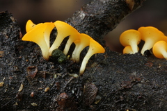 Dicephalospora rufocornea