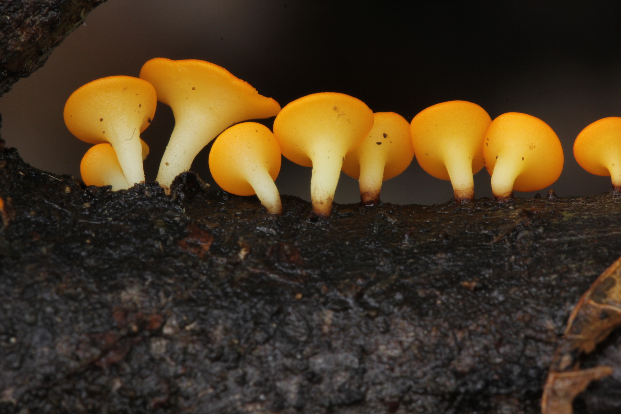 Rutstroemiaceae image