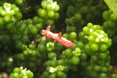 Polycera maddoxi