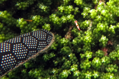 Polycera maddoxi