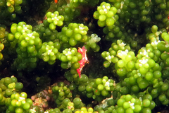 Polycera maddoxi