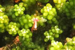Polycera maddoxi