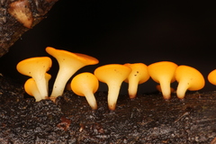 Dicephalospora rufocornea