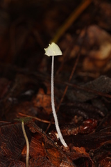 Mycena chloroxantha