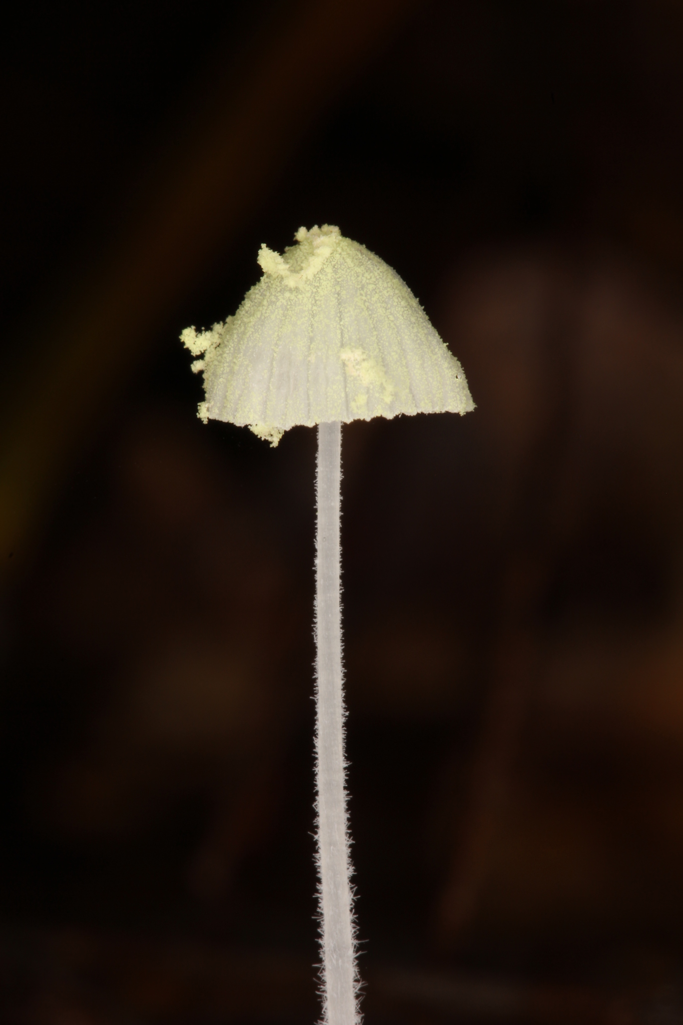 Mycena chloroxantha image