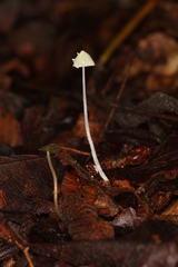 Mycena chloroxantha