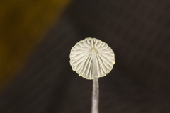 Mycena chloroxantha