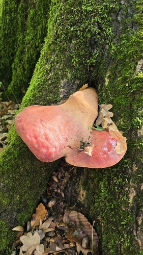 Beefsteak Polypore