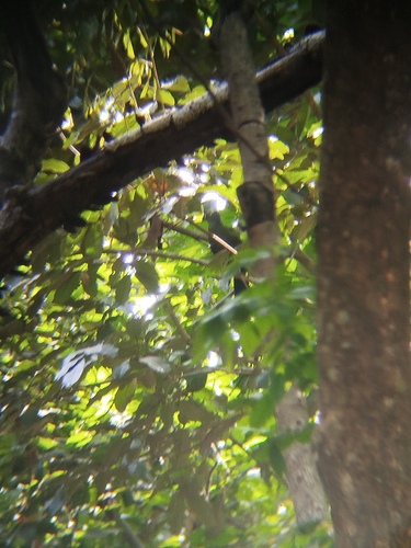 Guinea Turaco