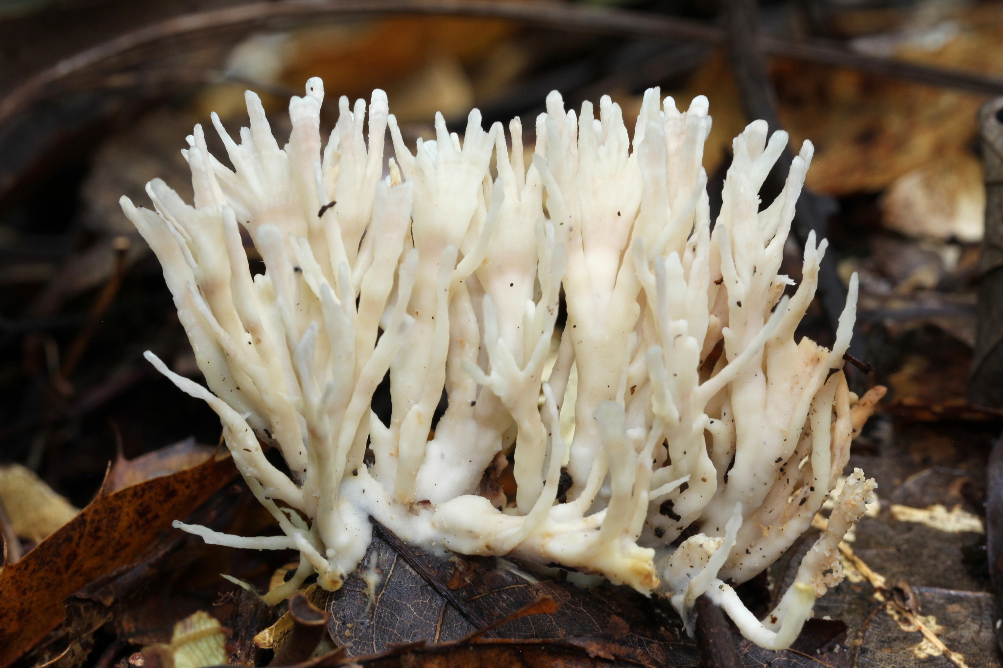Sebacina schweinitzii image