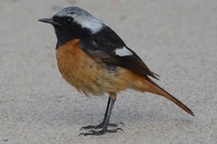 Phoenicurus auroreus