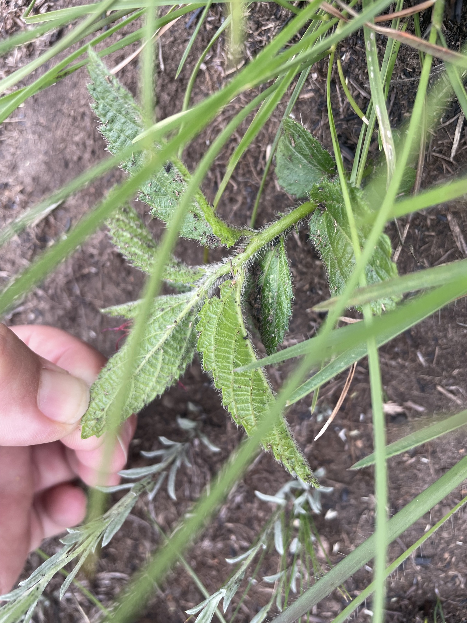 Acalypha punctata 3