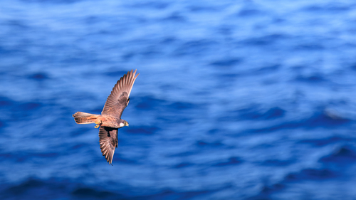 Halcón de Eleonora (Falco eleonorae)