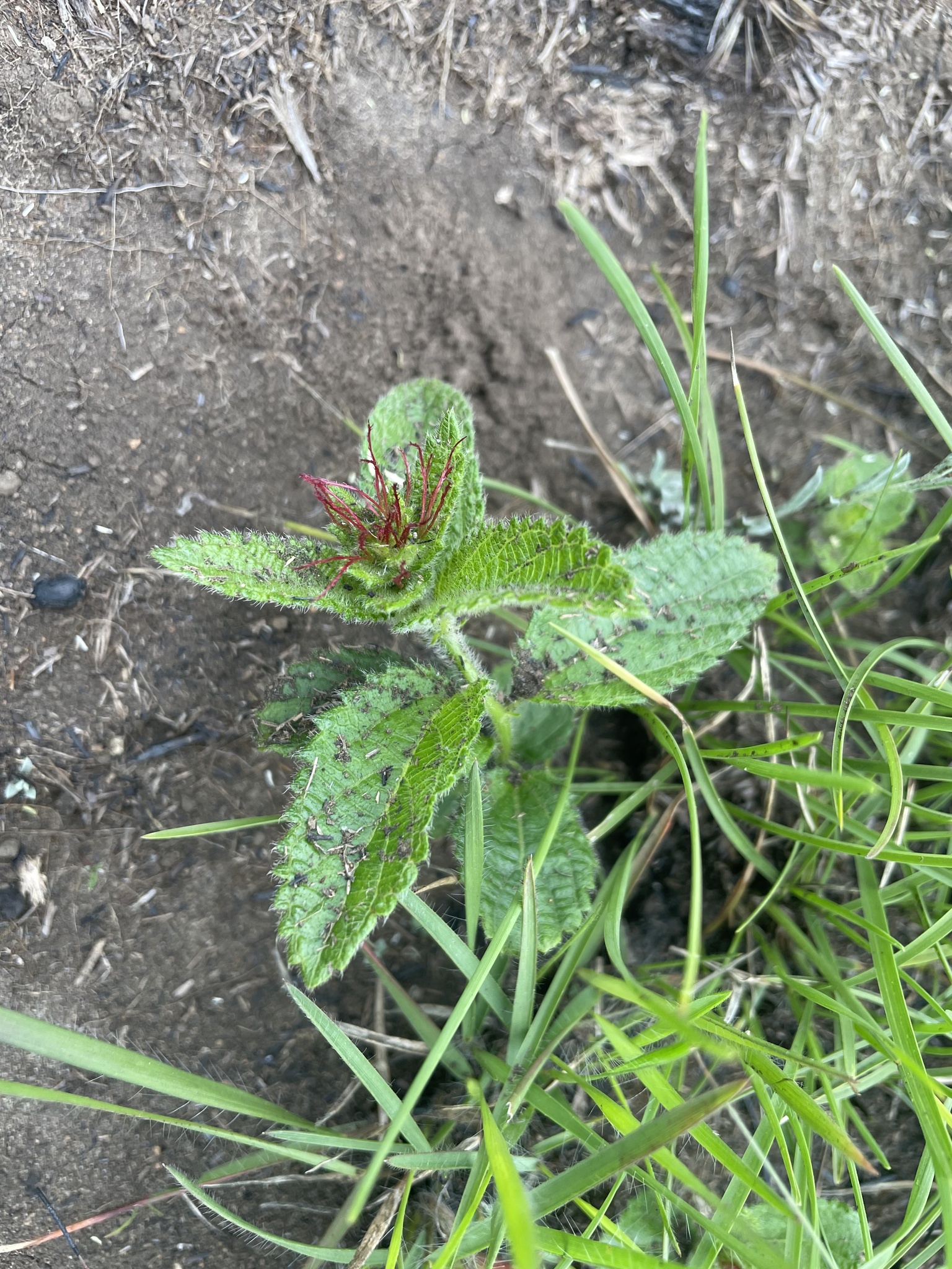 Acalypha punctata 2