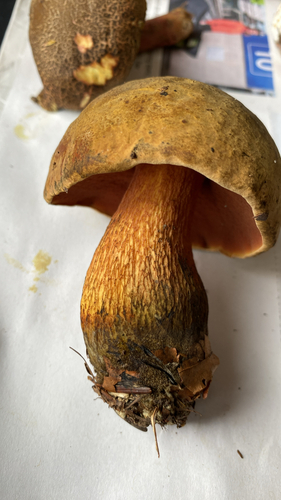 Netzstieliger Hexen-Röhrling