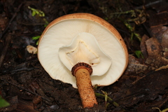 Echinoderma hemisclerum