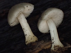 Pluteus nanus