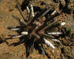 Eucidaris tribuloides image