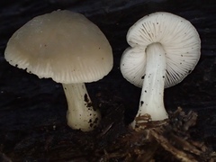 Pluteus nanus