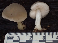 Pluteus nanus
