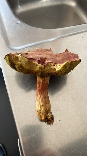 Dickröhrlingsverwandte