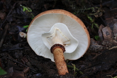 Echinoderma hemisclerum