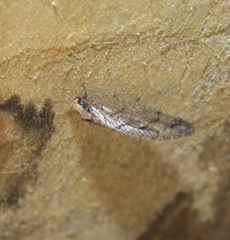 Wesmaelius subnebulosus