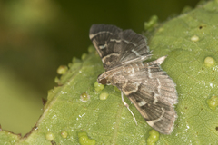 Cryptobotys zoilusalis