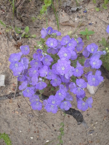 Robbins' phacelia (Phacelia strictiflora var. robbinsii)