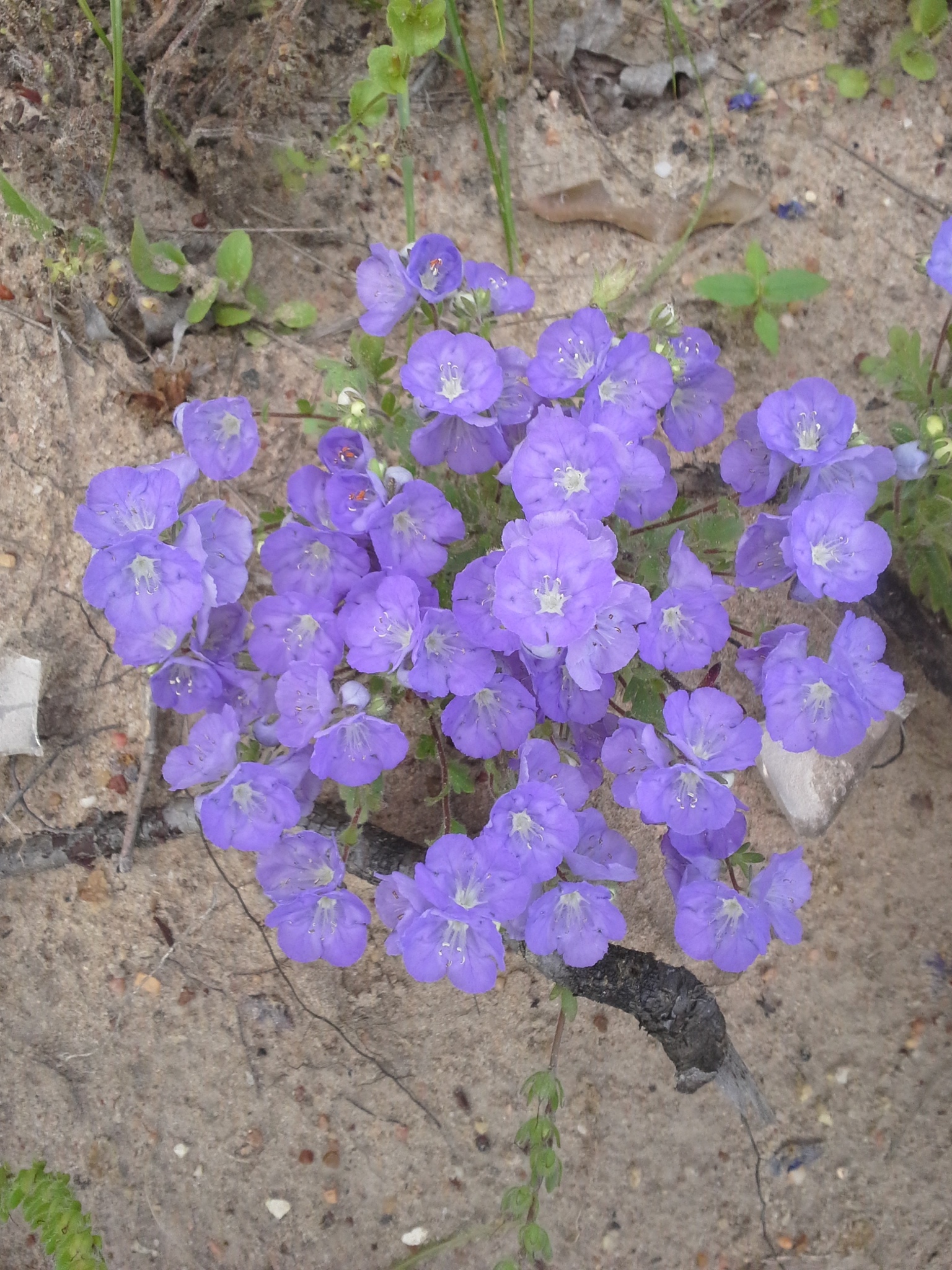 Phacelia strictiflora