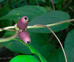 Heterostemma deccanense